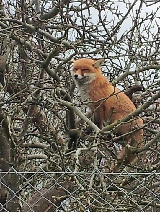 Foxes live — image 3