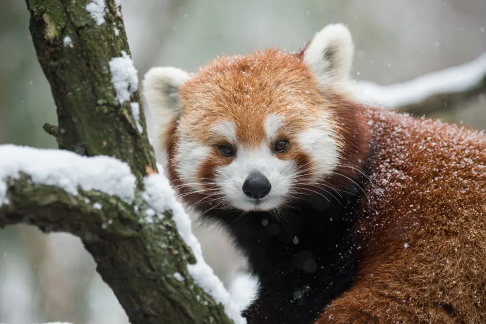 Facts About Red Pandas