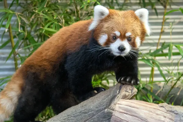 Red Panda