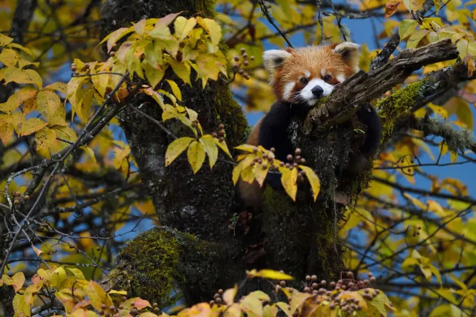 Top 5 facts about Red Pandas