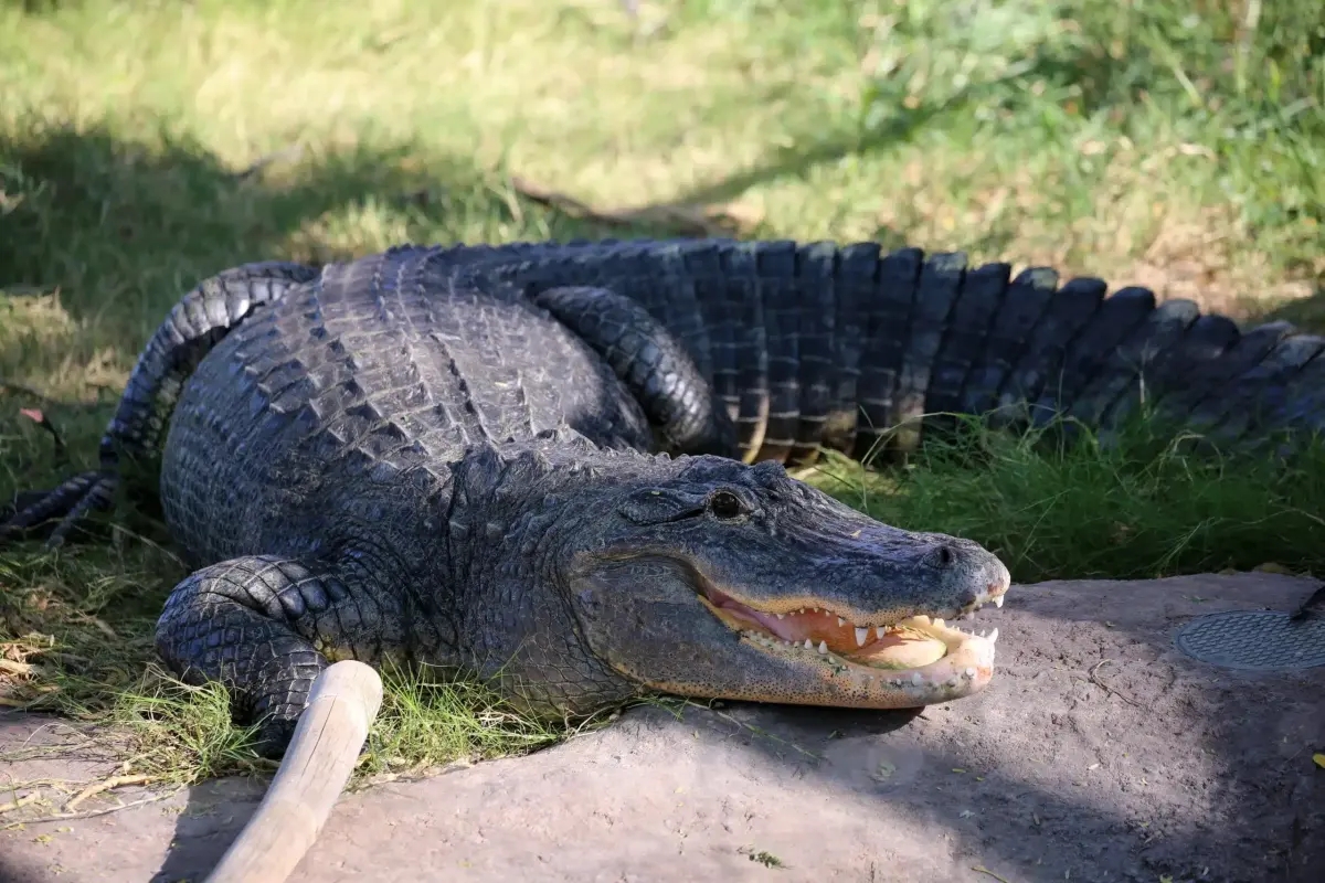 American Alligator