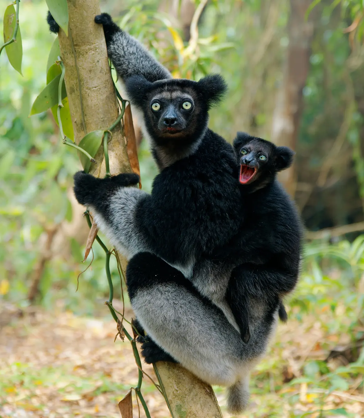 The Singing Lemurs of Madagascar