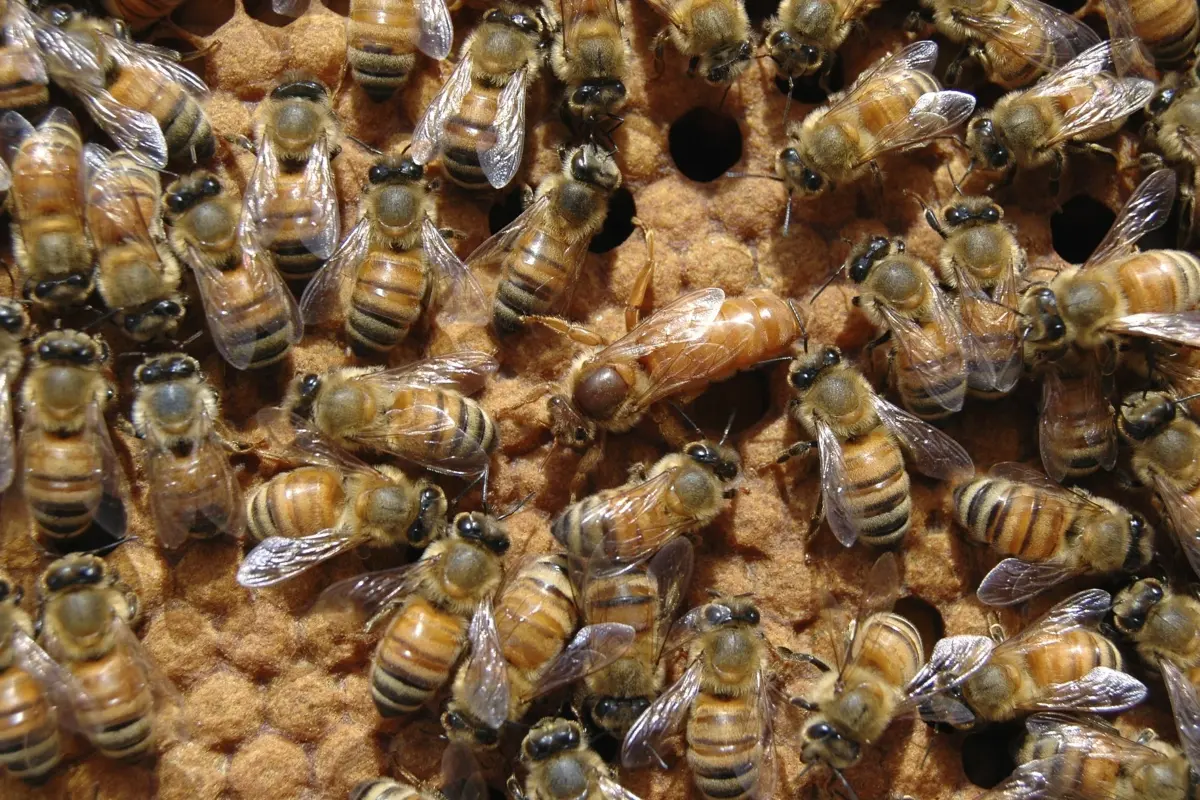 Where honeybees live