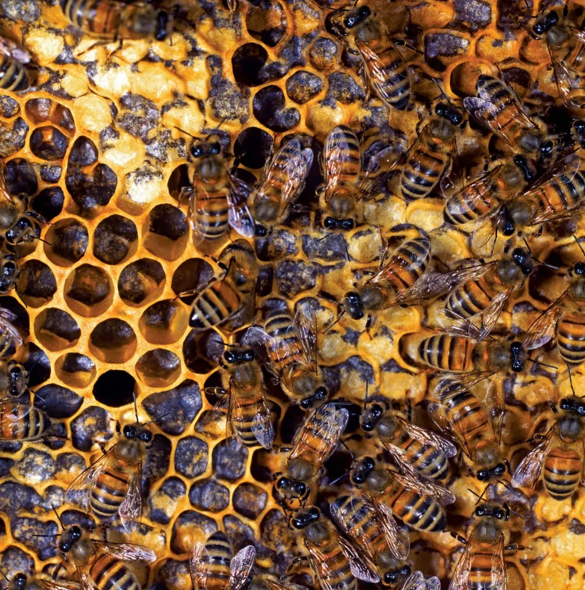 Where Do Honeybees Go in the Winter?