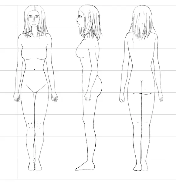 The Female Human Body Proportions
