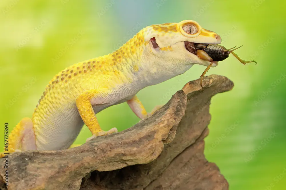 How many crickets should a leopard gecko eat?