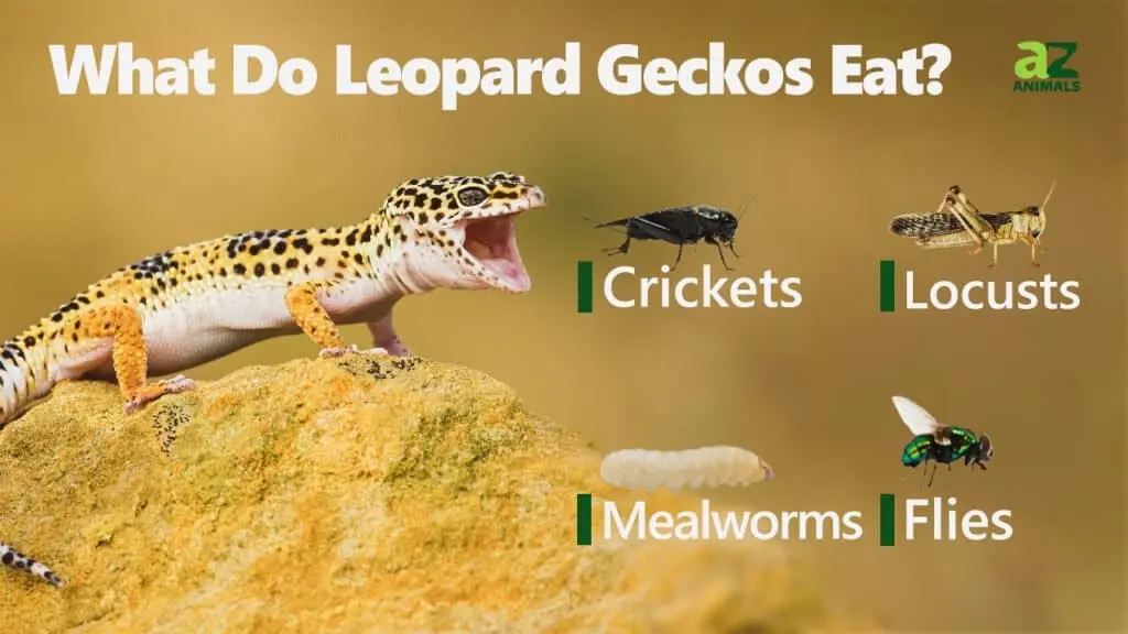 Geckos eat — image 3