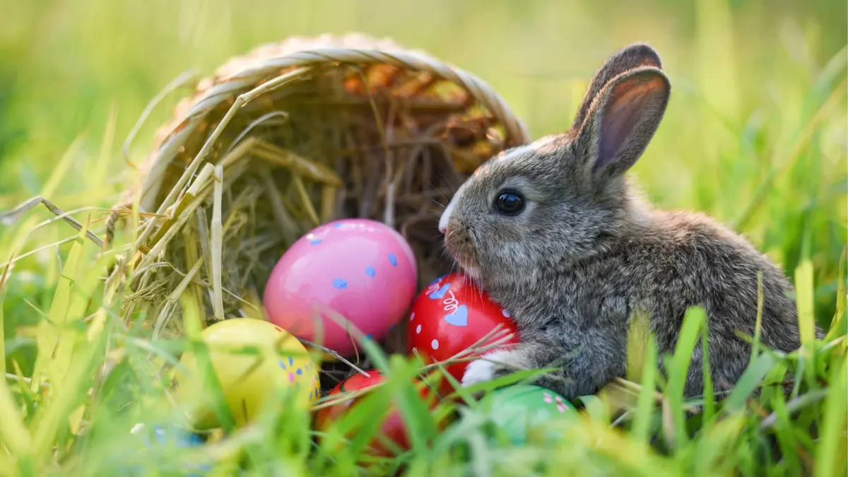 Easter Bunny Origins Explained: The Fascinating History