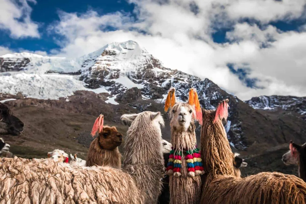 What Is Peru Famous For? Llamas, Llosa and Beyond