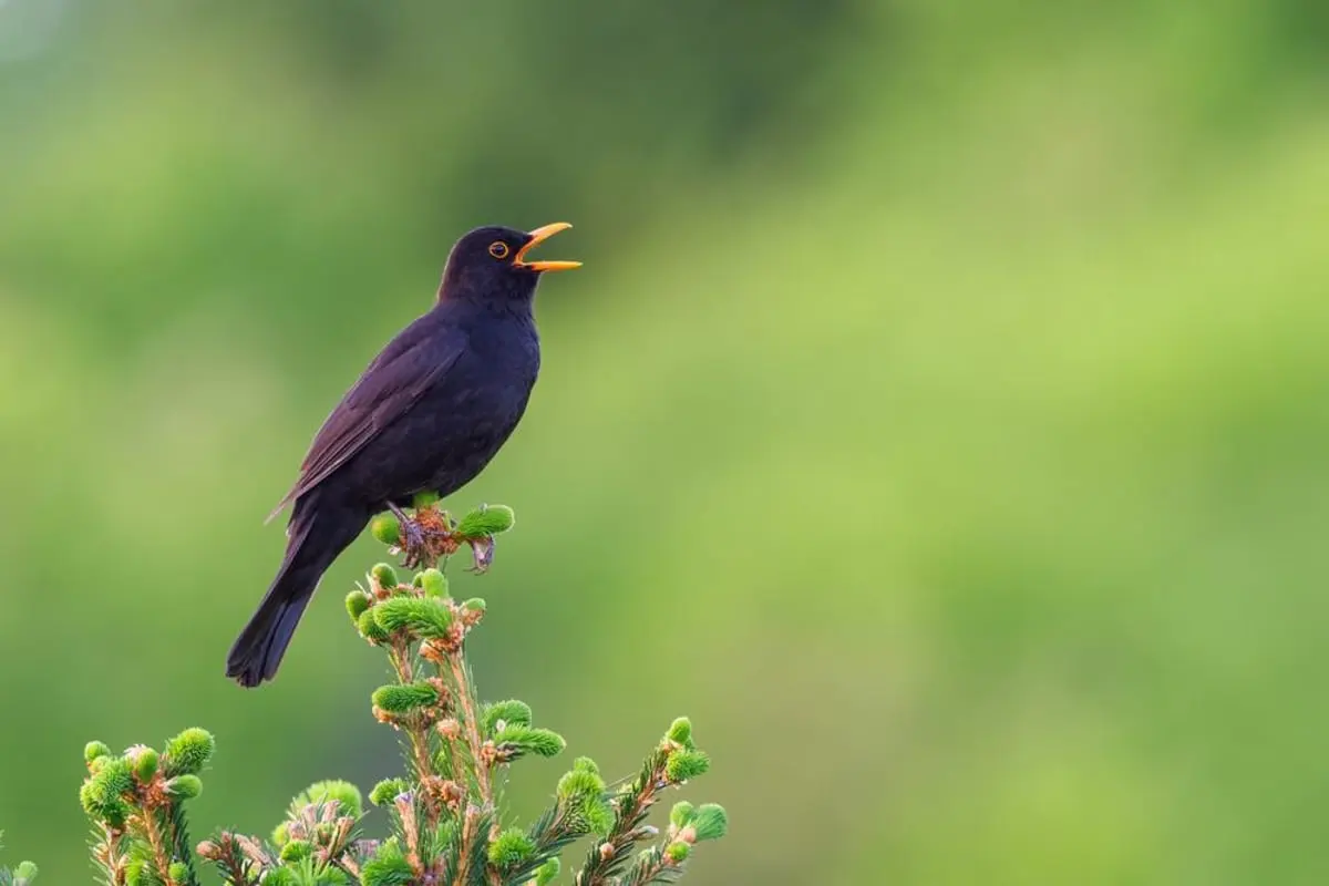 Why do birds sing early in the morning? The dawn chorus explained
