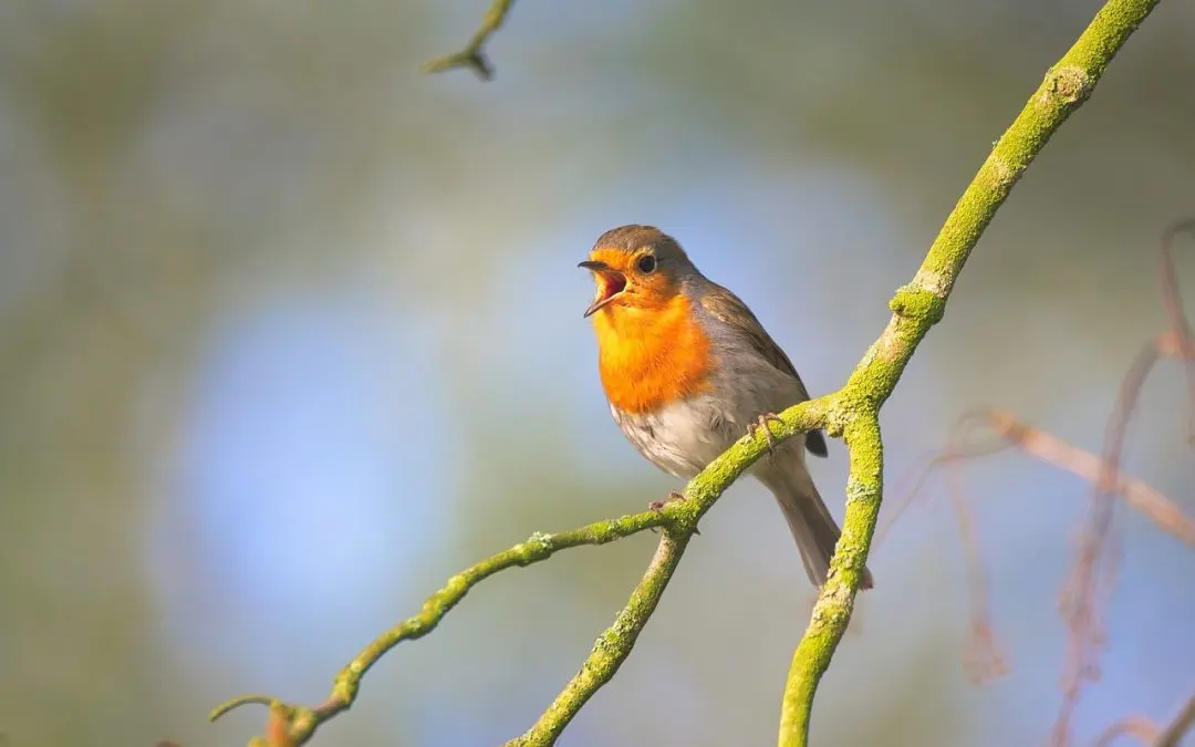 Why birds sing in the morning