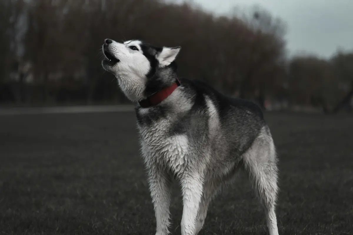 Why Dogs Howl and How to Manage It