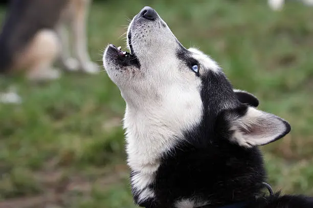 Why do dogs Howl?