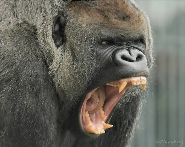 🔥 Gorillas are not only extremely powerful but they have extremely dangerous bites. Their bite is twice as pow