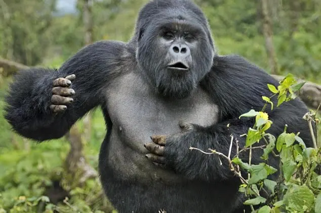Are gorillas dangerous to human beings