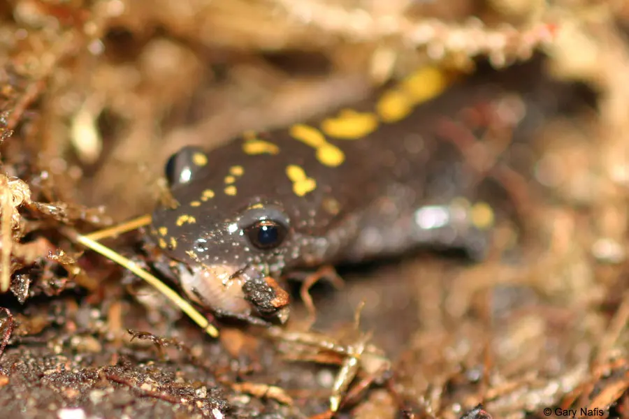 Salamanders eat — image 2