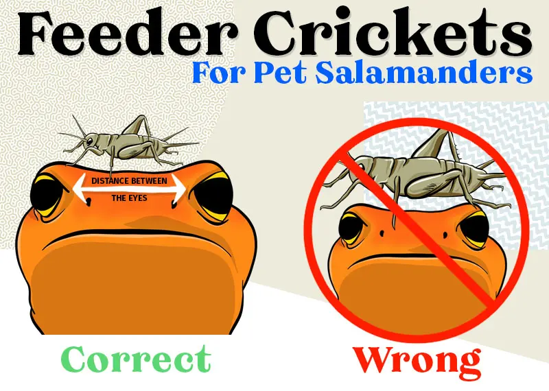 Salamanders eat — image 3