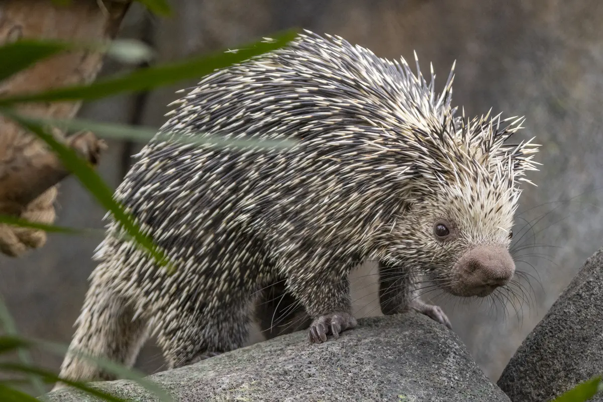 How big do porcupines get