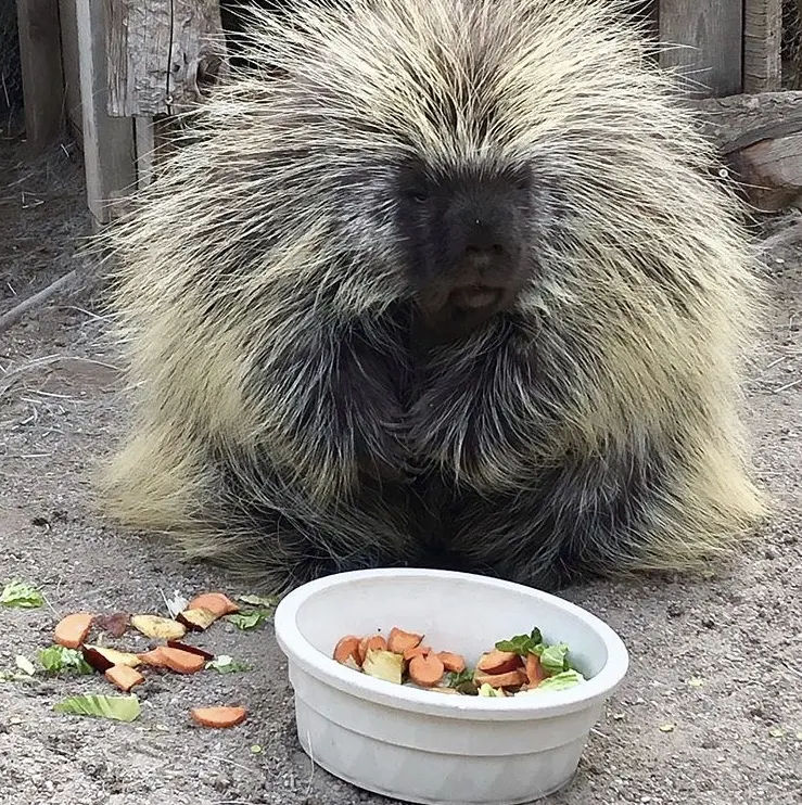 Big porcupines — image 2