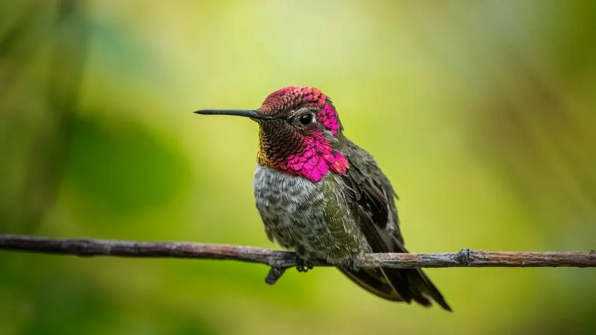 How Long Do Hummingbirds Live