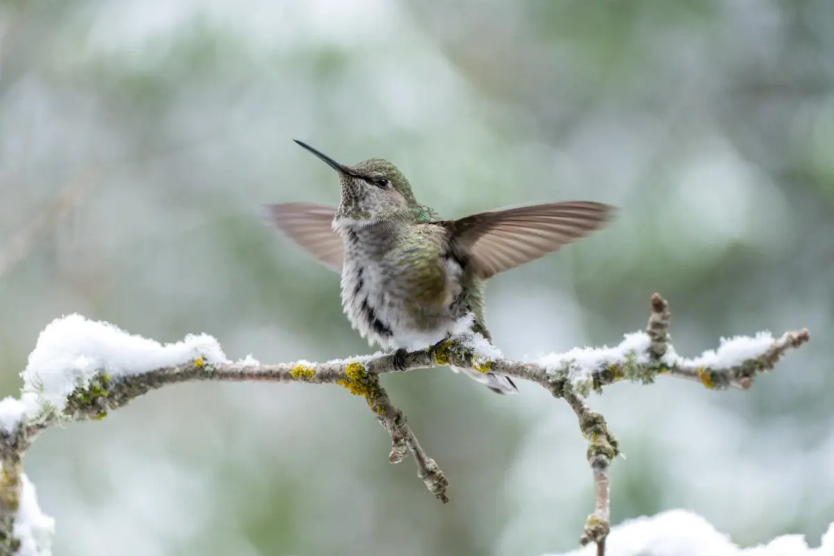 Where Do Hummingbirds Go in the Winter? Do They Migrate?