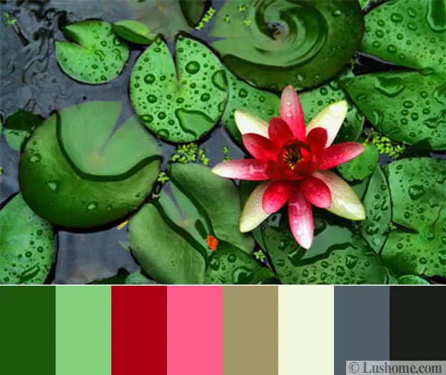 Complementary and Sophisticated Pink Green Color Schemes Inspired by Romantic Water Lilies