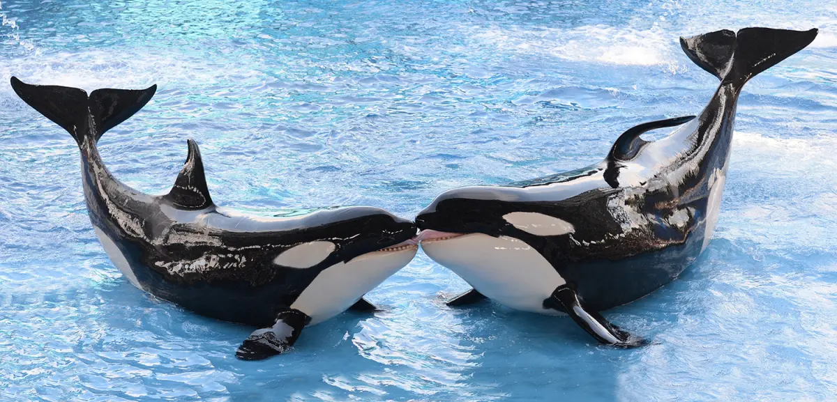 Orcas live — image 2