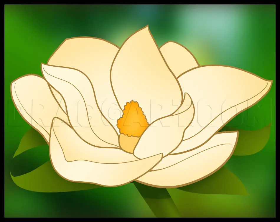 How To Draw A Magnolia, Drawing, Step by Step, by Dawn