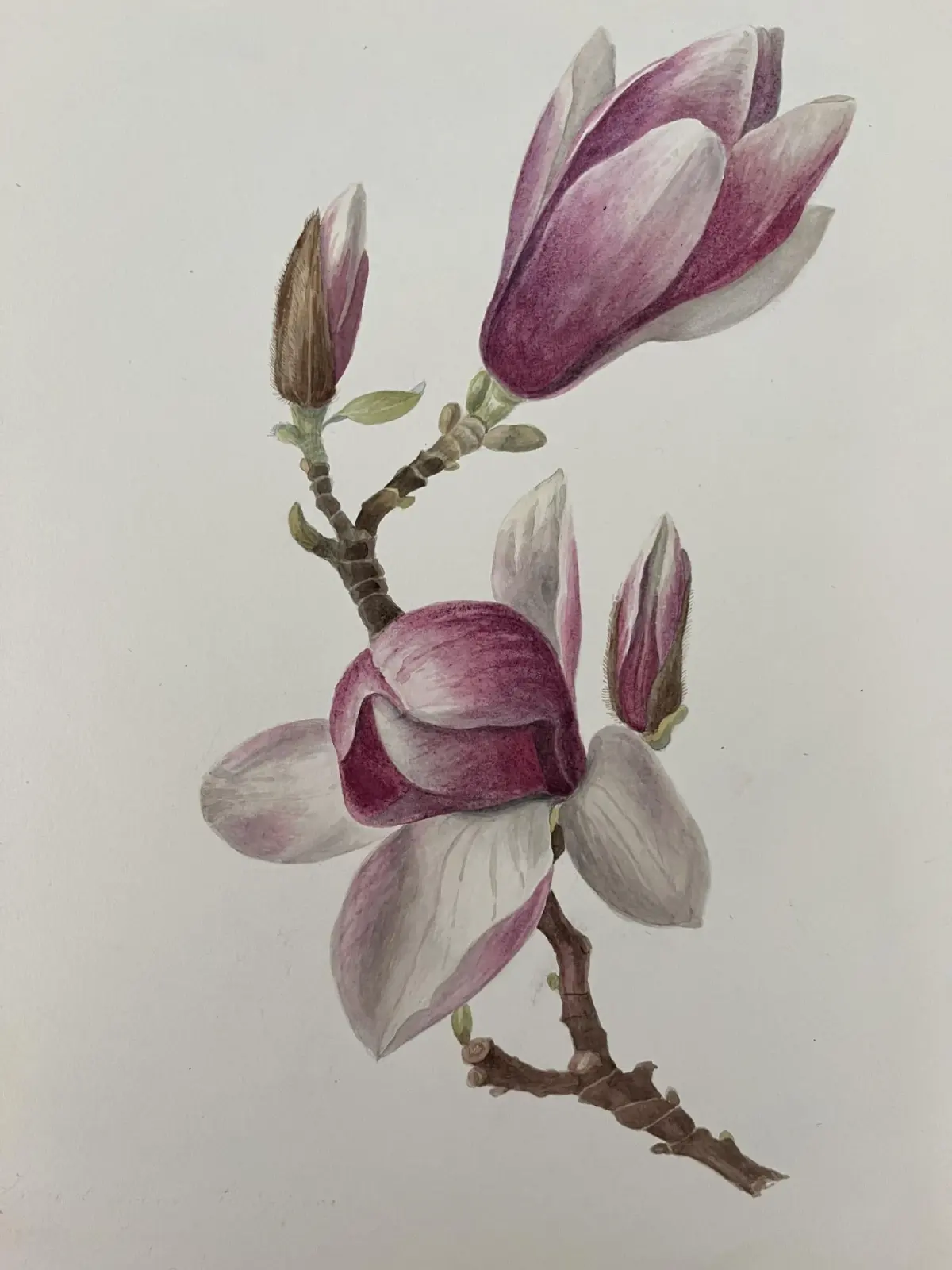 Original drawing of a Magnolia and a Veronica spicata (2 drawing): Fine conditon (1826)
