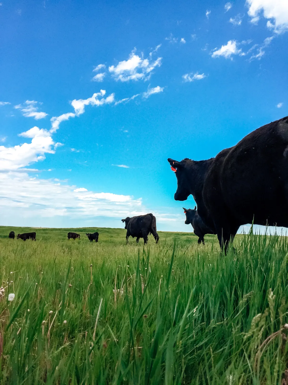 How Long Does A Cow Live?