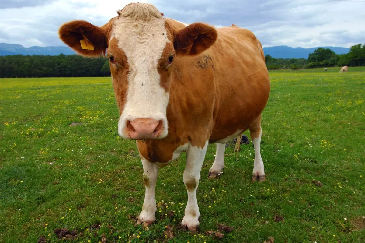 Cows live — image 2