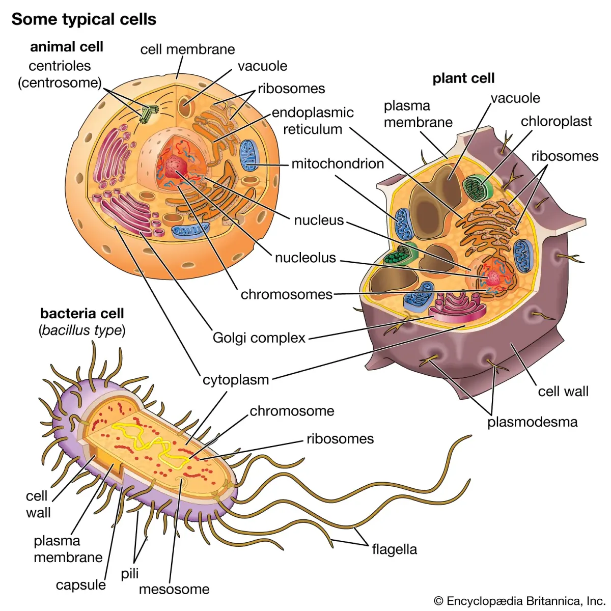 Cell