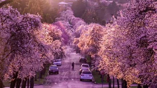 Where To See Cherry Blossoms In Vancouver?
