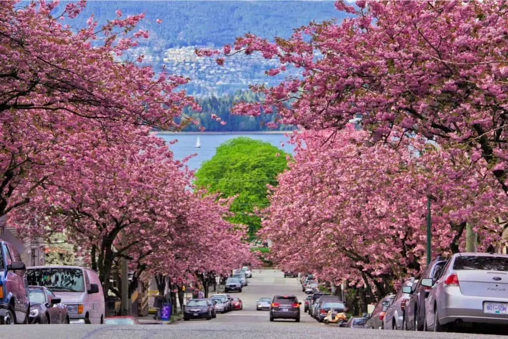 How to enjoy Vancouver's cherry blossom season