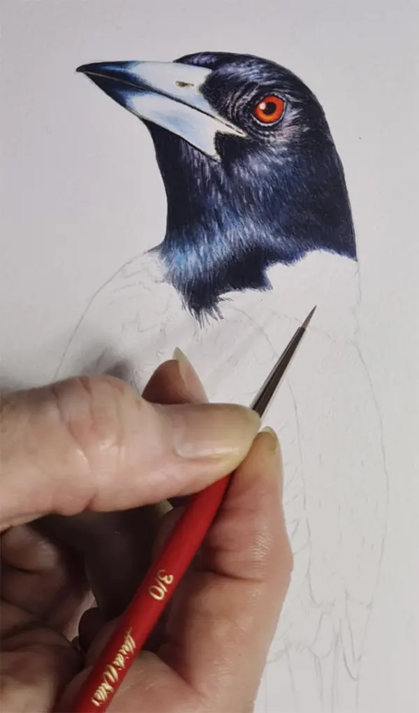 Magpie Illustration In Watercolour