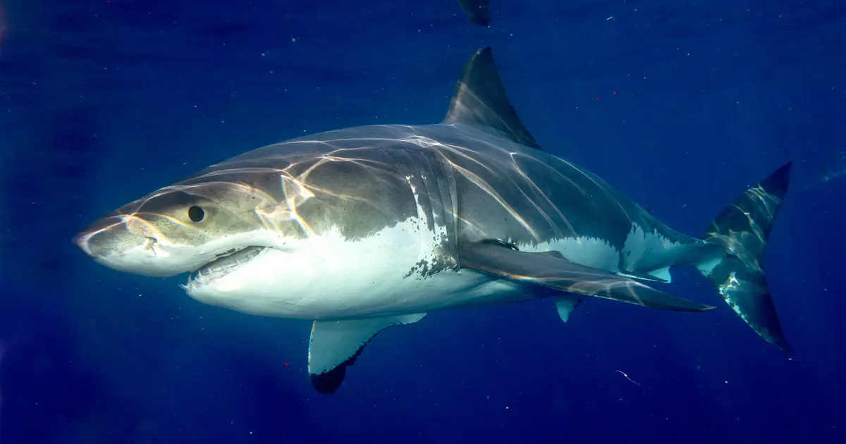 Great White Sharks: Facts, Diet, Behavior, and Conservation│IFAW