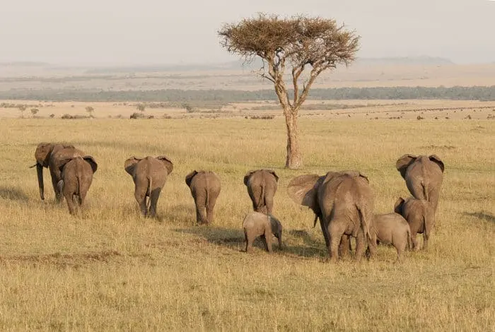 What is a Group of Elephants Called? Go Beyond The Basics!