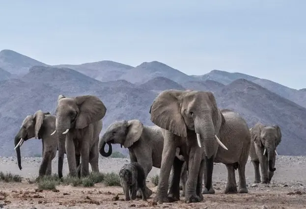 Top 10 Interesting Facts About Elephants