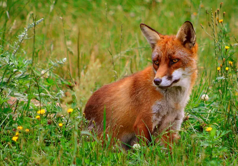 What Is a Group of Foxes Called? Skulk or Leash