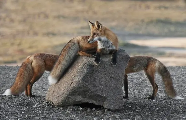 Group foxes called — image 3
