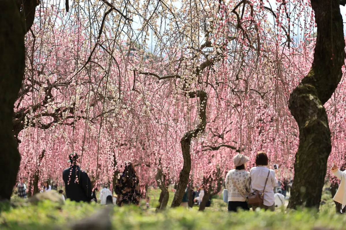 What Is Hanami? Japan's Cherry Blossom Tradition