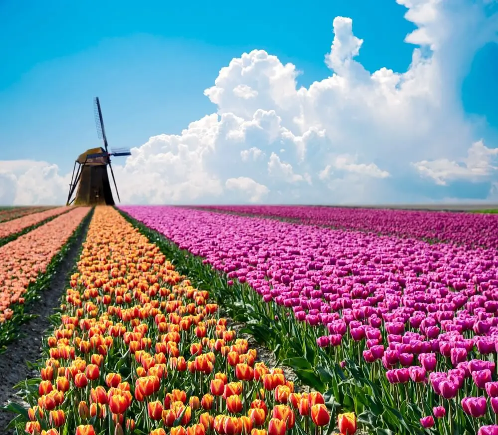 What Is the Netherlands Known For?