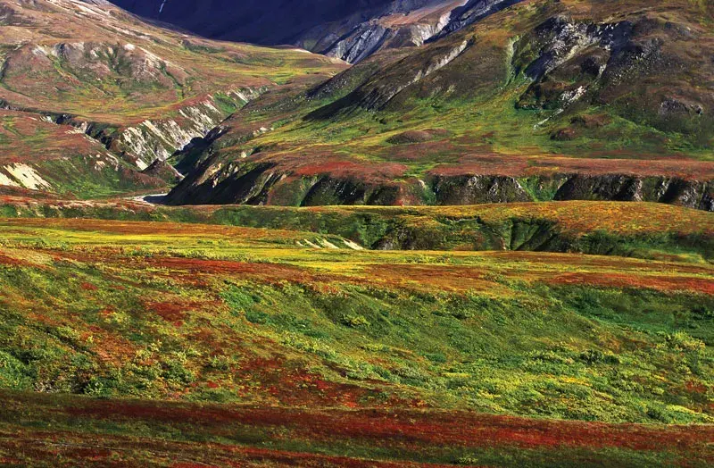 Tundra
