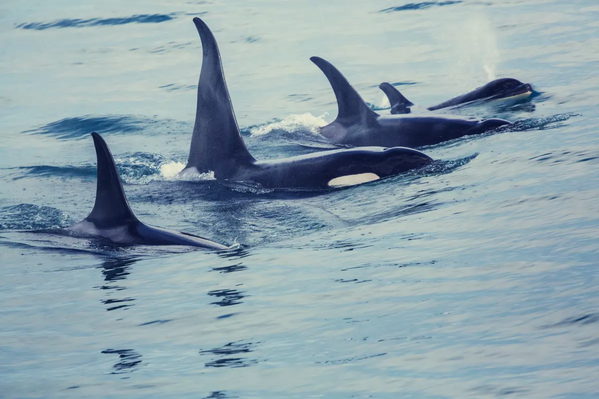 Marine Species: Orcas