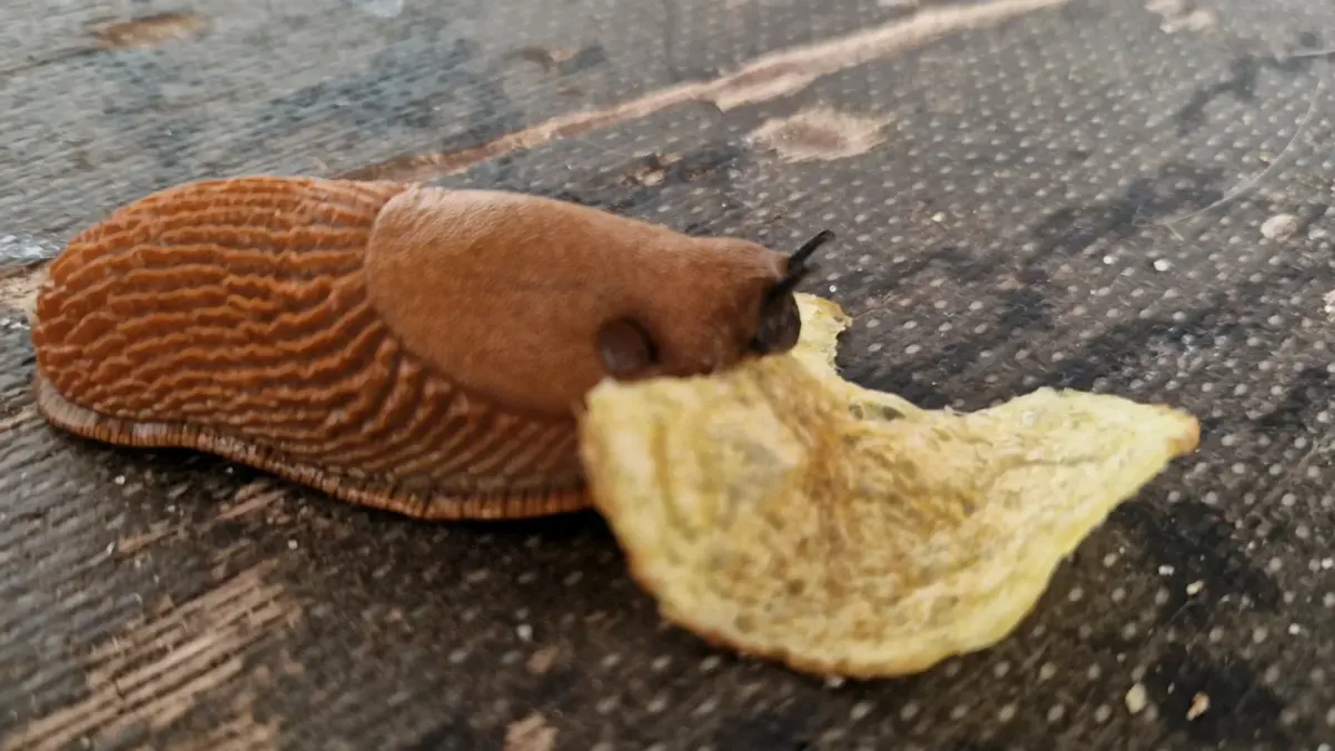 What do slugs eat