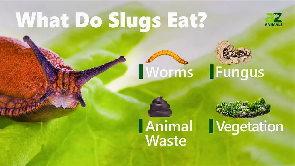 What Do Slugs Eat?