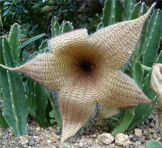 The World's Smelliest Flowers