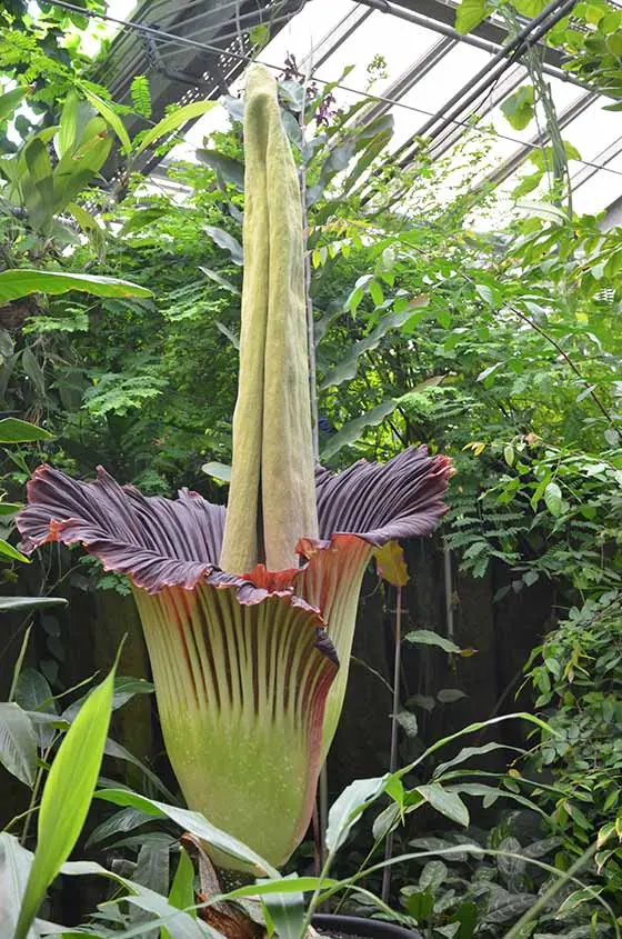 The World's Smelliest Flowers