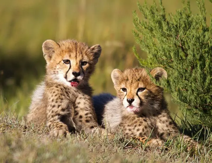 Babies cheetahs — image 2