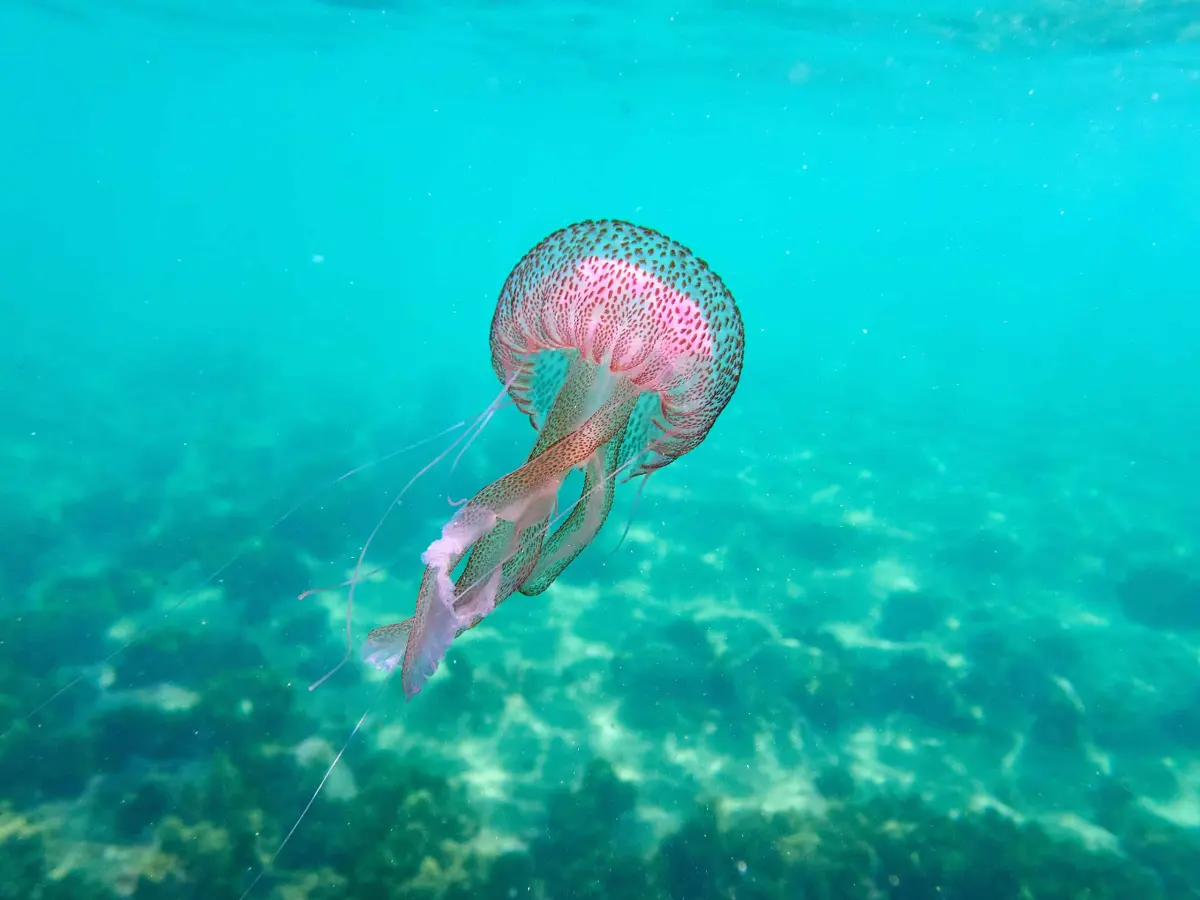 What Do Jellyfish Eat and How Do They Eat It?